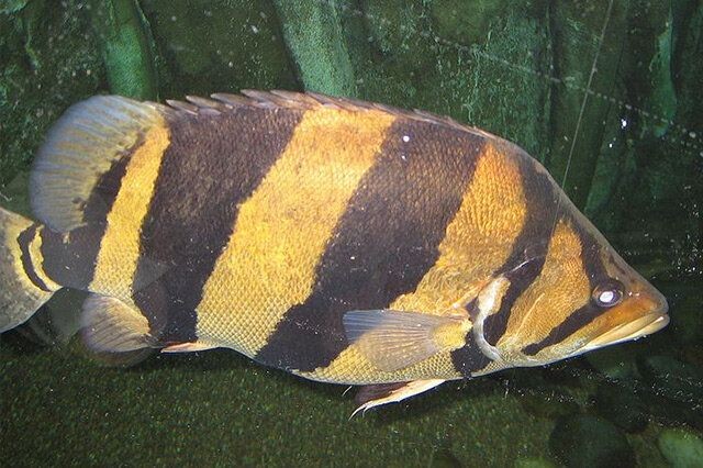 虎魚變黑怎么回事：虎魚變黑可能由多種因素引起，飼養者需要注意這些因素