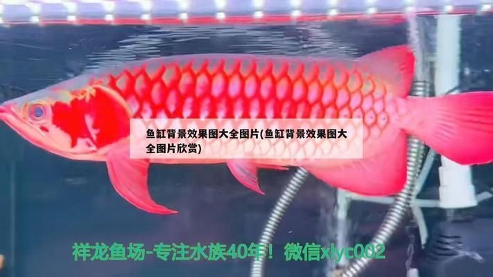 龍魚尾巴打爛了要多久才能恢復vs祥龍魚場：如何預防龍魚尾巴受傷
