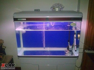 為什么一定要買印尼紅龍魚養：養殖印尼紅龍魚需要注意的幾個方面