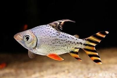 魟魚尾巴彎了：\"魟魚尾巴彎了\"