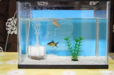 魚缸常見問題有哪些：魚缸水質渾濁怎么辦