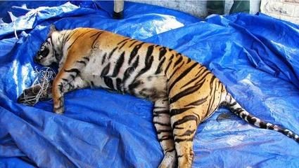 新版泰國虎價格：\"新版泰國虎價格\"信息 新版泰國虎價格：\"新版泰國虎價格\"信息 虎魚百科 第1張