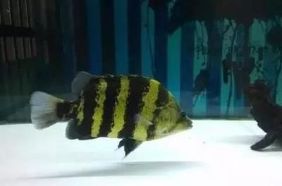 虎魚為什么發(fā)白了：虎魚為什么會(huì)發(fā)白？