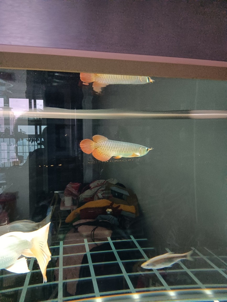 時過一年半重新再來 時過一年半重新再來 龍魚論壇