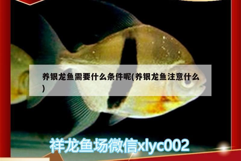 養銀龍魚需要什么條件呢(養銀龍魚注意什么)