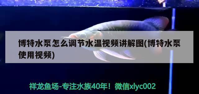 博特水泵怎么調節水溫視頻講解圖(博特水泵使用視頻)