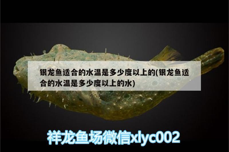 銀龍魚適合的水溫是多少度以上的(銀龍魚適合的水溫是多少度以上的水)