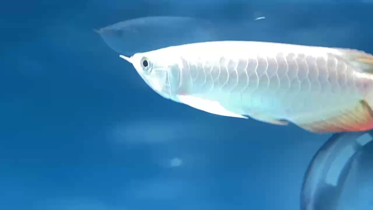 打卡記錄一下，新龍魚到家。