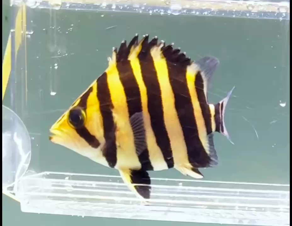 真球啊