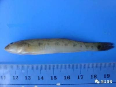虎魚1314紋路：虎魚1314紋路是一種具有特殊意義和觀賞價值的虎魚變異 虎魚1314紋路：虎魚1314紋路是一種具有特殊意義和觀賞價值的虎魚變異 虎魚百科 第3張