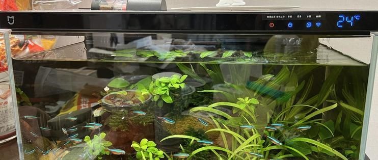 60公分魚缸造景設計方案視頻:60公分魚缸造景教程 魚缸百科 第2張 60公分魚缸造景設計方案視頻:60公分魚缸造景教程 60公分魚缸造景設計方案視頻:60公分魚缸造景教程 魚缸百科 第2張