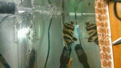 魚缸養(yǎng)什么水草，魚缸養(yǎng)什么水草好，魚缸養(yǎng)什么水草