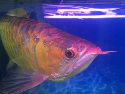 紅龍魚吧 百度貼吧：紅龍魚吧是百度貼吧上關于紅龍魚飼養與觀賞的交流平臺