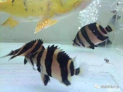 印尼虎魚最佳飼養溫度和濕度是多少度:印尼虎魚最佳飼養溫度和濕度是多少度印尼虎魚最佳飼養注意以下幾點 虎魚百科 第1張 印尼虎魚最佳飼養溫度和濕度是多少度:印尼虎魚最佳飼養溫度和濕度是多少度印尼虎魚最佳飼養注意以下幾點 印尼虎魚最佳飼養溫度和濕度是多少度:印尼虎魚最佳飼養溫度和濕度是多少度印尼虎魚最佳飼養注意以下幾點 虎魚百科 第1張
