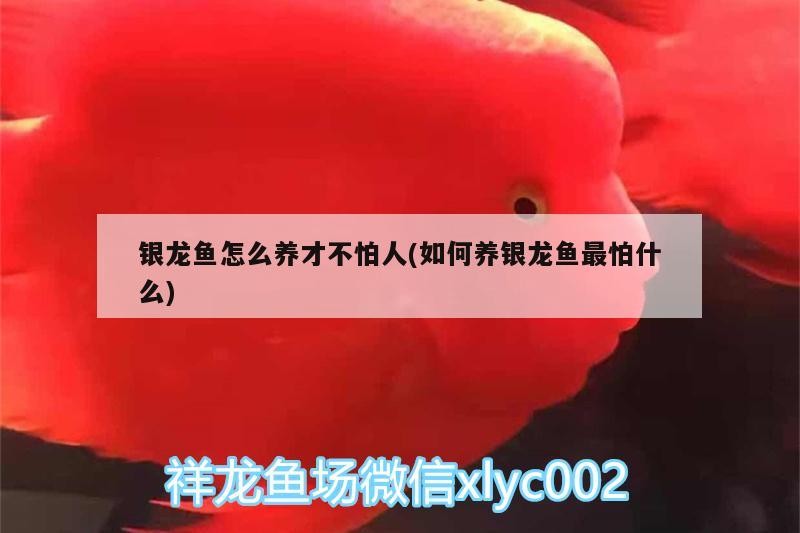 銀龍魚怎么養才不怕人(如何養銀龍魚最怕什么)