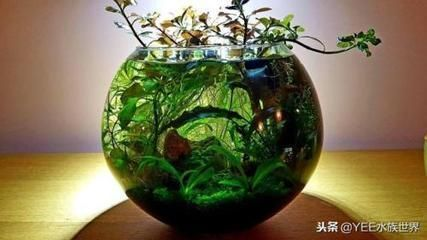 龍魚皮膚有破損怎么回事vs祥龍魚場：祥龍魚場龍魚皮膚破損的原因