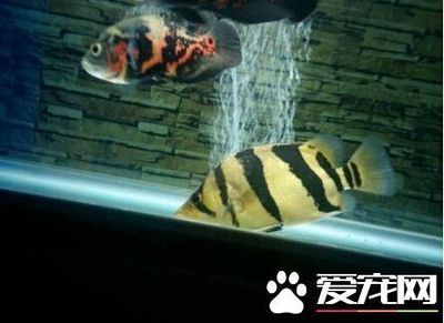 虎魚混養什么魚最好看：虎魚混養什么魚好看