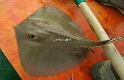 魟魚(yú)掉刺好嗎能吃嗎有毒嗎：魟魚(yú)在生長(zhǎng)過(guò)程中會(huì)定期更換它們的尾刺是正常的生理現(xiàn)象