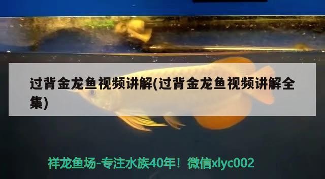 過(guò)背金龍魚視頻講解(過(guò)背金龍魚視頻講解全集)
