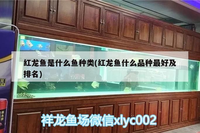 紅龍魚是什么魚種類(紅龍魚什么品種最好及排名) 紅龍魚是什么魚種類(紅龍魚什么品種最好及排名) iwish愛唯希品牌魚缸