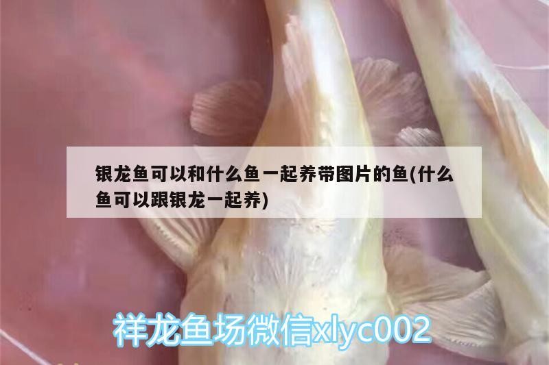 銀龍魚可以和什么魚一起養帶圖片的魚(什么魚可以跟銀龍一起養)