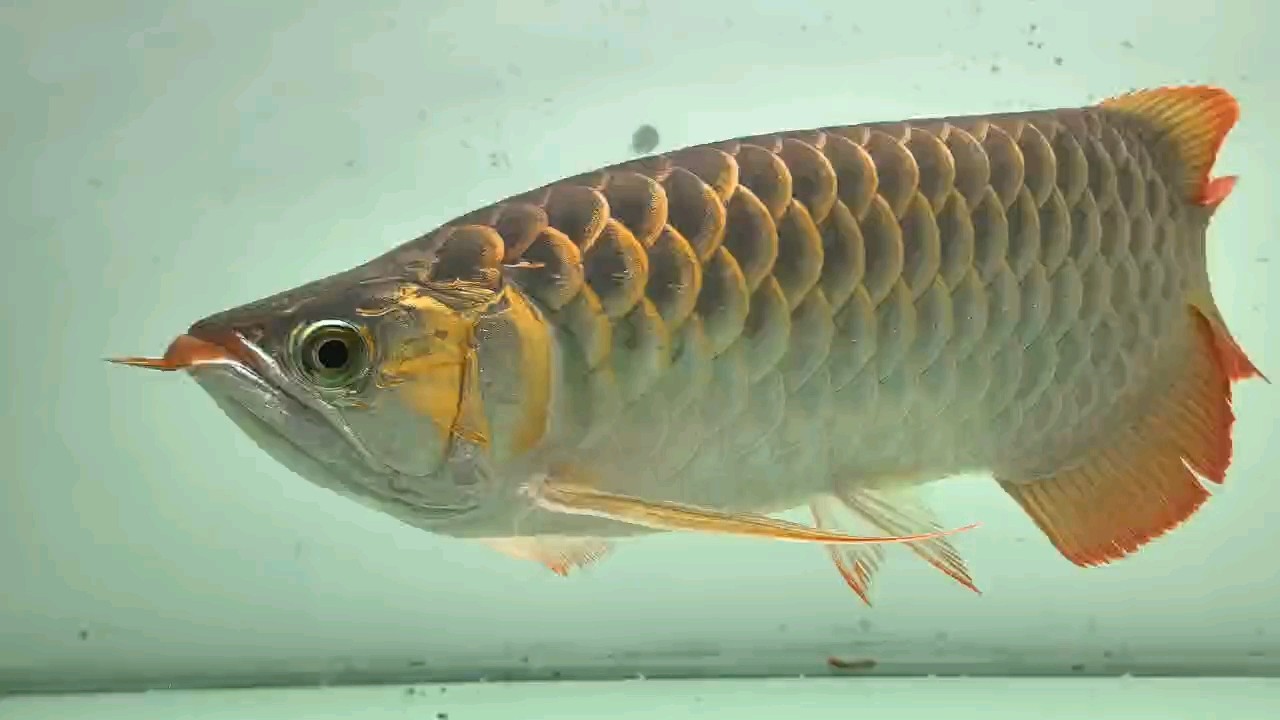 冒個泡 冒個泡 龍魚論壇
