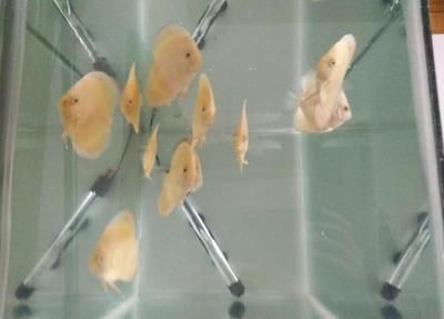 龍魚爛尾巴最簡單治療方法是什么vs祥龍魚場：龍魚爛尾巴的最簡單治療方法