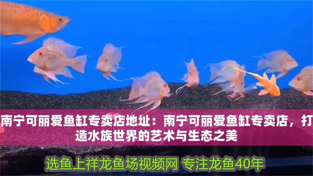 南寧可麗愛魚缸專賣店地址：南寧可麗愛魚缸專賣店，打造水族世界的藝術(shù)與生態(tài)之美