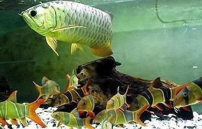 龍魚缸水位多少合適vs祥龍魚場：龍魚缸水位控制在30到50厘米之間最為合適