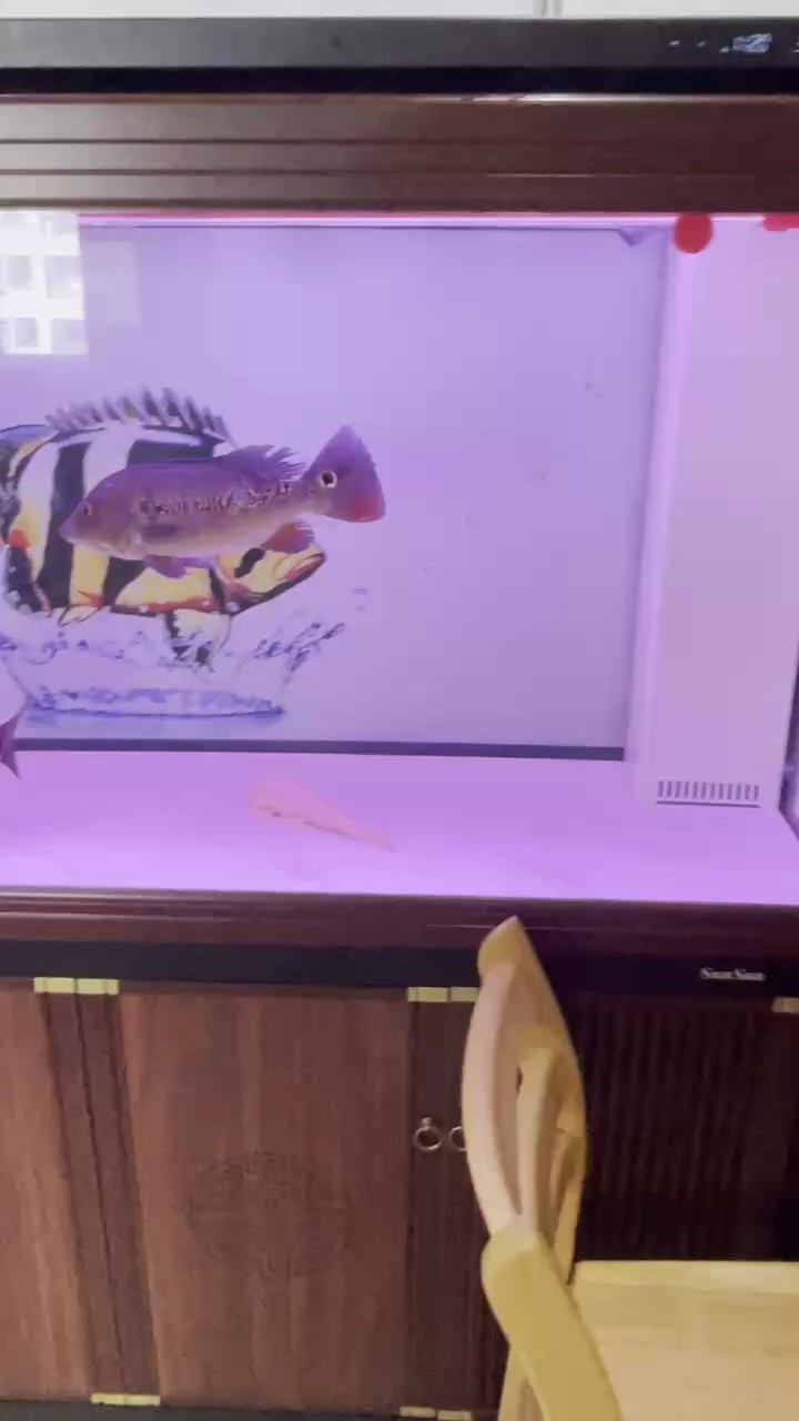 換的白背景白底版