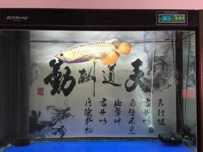 大慶龍魚vs祥龍魚場（大慶龍魚與祥龍魚場的區別） 大慶龍魚vs祥龍魚場（大慶龍魚與祥龍魚場的區別） 全國水族館企業名錄 第2張