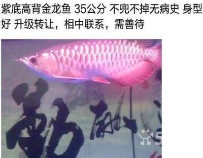 大慶龍魚vs祥龍魚場（大慶龍魚與祥龍魚場的區別） 大慶龍魚vs祥龍魚場（大慶龍魚與祥龍魚場的區別） 全國水族館企業名錄 第3張