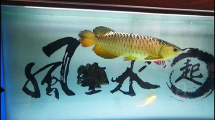 大慶龍魚vs祥龍魚場（大慶龍魚與祥龍魚場的區別） 大慶龍魚vs祥龍魚場（大慶龍魚與祥龍魚場的區別） 全國水族館企業名錄 第6張