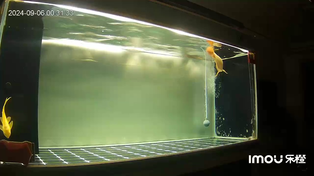 給孩子惹毛了 給孩子惹毛了 龍魚論壇