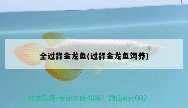 全過(guò)背金龍魚(yú)(過(guò)背金龍魚(yú)飼養(yǎng)) 全過(guò)背金龍魚(yú)(過(guò)背金龍魚(yú)飼養(yǎng)) 金龍魚(yú)百科