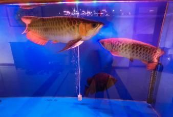 酒泉龍魚vs祥龍魚場（探討酒泉龍魚與祥龍魚場的差異之前） 酒泉龍魚vs祥龍魚場（探討酒泉龍魚與祥龍魚場的差異之前） 全國水族館企業名錄 第5張