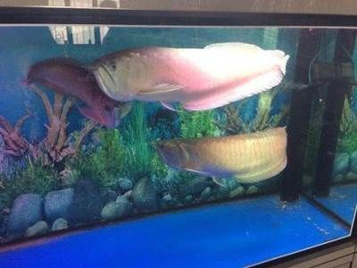 濟寧龍魚vs祥龍魚場（探討濟寧龍魚與祥龍魚魚場的區別之前需要明確兩個概念）
