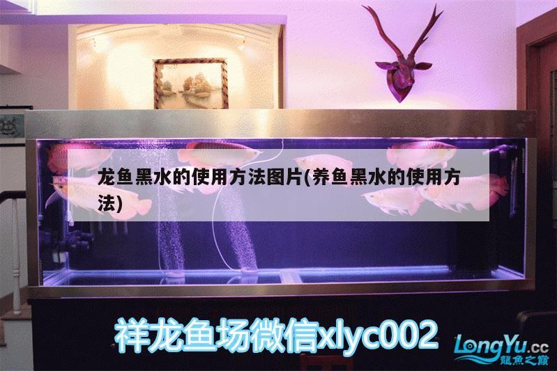 古典藍底過背金龍魚圖片(古典藍底過背金龍魚圖片高清)