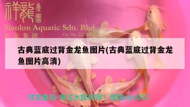 古典藍底過背金龍魚圖片(古典藍底過背金龍魚圖片高清) 金龍魚百科 第2張 古典藍底過背金龍魚圖片(古典藍底過背金龍魚圖片高清) 古典藍底過背金龍魚圖片(古典藍底過背金龍魚圖片高清) 金龍魚百科 第2張