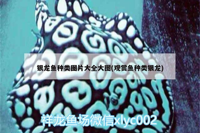 青龍魚 銀龍魚種類圖片大全大圖(觀賞魚種類銀龍) 銀龍魚百科 銀龍魚種類圖片大全大圖(觀賞魚種類銀龍) 銀龍魚種類圖片大全大圖(觀賞魚種類銀龍) 銀龍魚百科