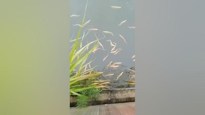 黃化白子魟魚：黃化白子魟魚具有很高的觀賞價值 黃化白子魟魚：黃化白子魟魚具有很高的觀賞價值 魟魚百科 第1張