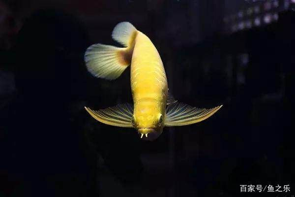 黃化白子魟魚：黃化白子魟魚具有很高的觀賞價值 黃化白子魟魚：黃化白子魟魚具有很高的觀賞價值 魟魚百科 第2張