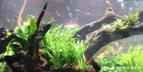 魚缸常見蟲圖片：魚缸常見蟲圖片對不起