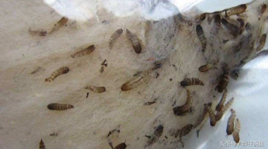魚缸常見蟲圖片：魚缸常見蟲圖片對不起