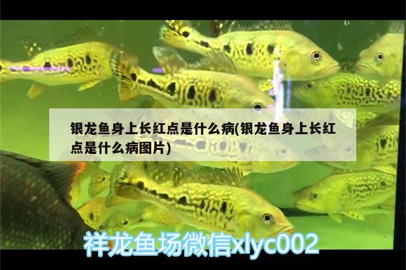 銀龍魚(yú)身上長(zhǎng)紅點(diǎn)是什么病(銀龍魚(yú)身上長(zhǎng)紅點(diǎn)是什么病圖片)