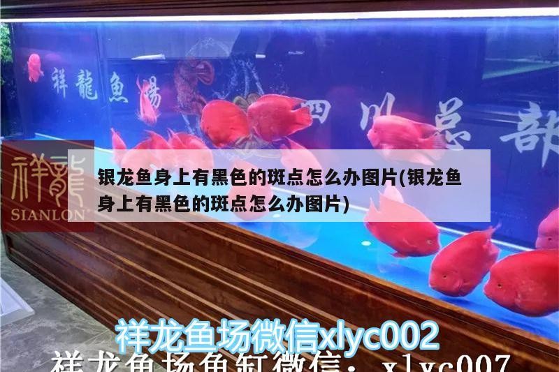 銀龍魚身上有黑色的斑點怎么辦圖片(銀龍魚身上有黑色的斑點怎么辦圖片) 銀龍魚身上有黑色的斑點怎么辦圖片(銀龍魚身上有黑色的斑點怎么辦圖片) 銀龍魚百科