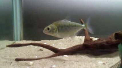 虎魚身上白霧怎么回事：虎魚身上出現白霧可能是由于病毒感染所致，虎魚身上出現白霧怎么回事