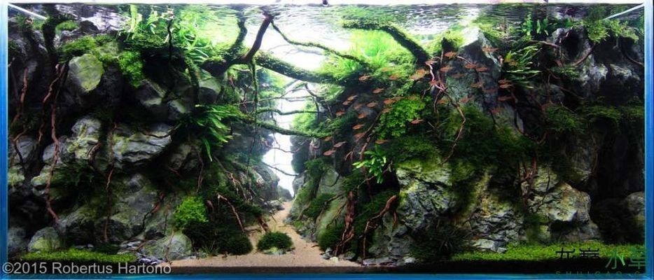 龍魚為什么突然變白了vs祥龍魚場：龍魚變白可能由多種因素引起