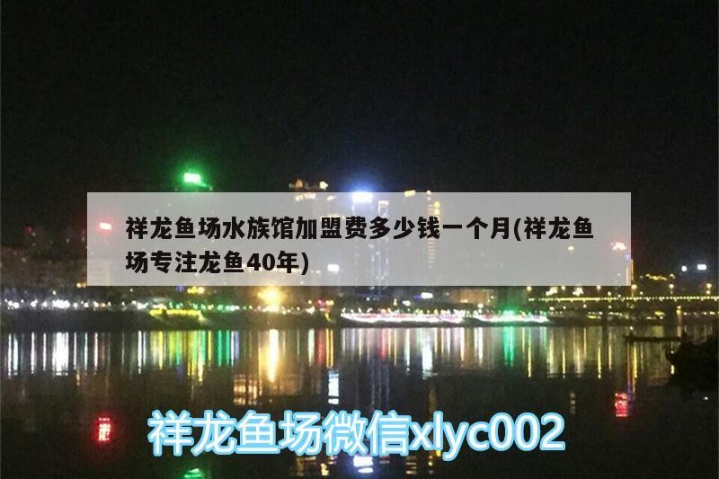 祥龍魚(yú)場(chǎng)水族館加盟費(fèi)多少錢(qián)一個(gè)月(祥龍魚(yú)場(chǎng)專注龍魚(yú)40年) 祥龍魚(yú)場(chǎng)水族館加盟費(fèi)多少錢(qián)一個(gè)月(祥龍魚(yú)場(chǎng)專注龍魚(yú)40年) 魚(yú)缸百科