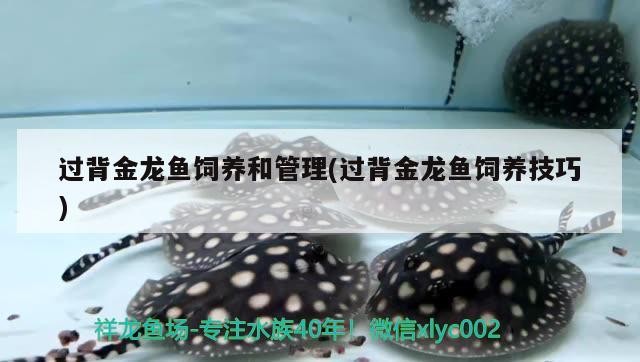 過背金龍魚飼養和管理(過背金龍魚飼養技巧)